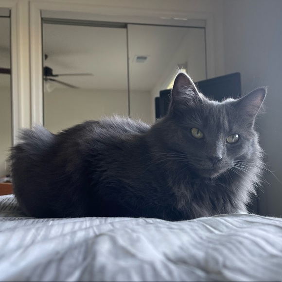 _katkouture_ - Picture 1 of 1